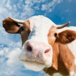 Picture of Kaili van Waveren