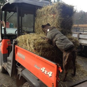June with jacket and hay