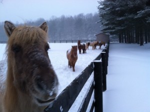 Snowhorses