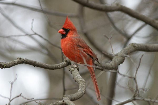 Cardinal