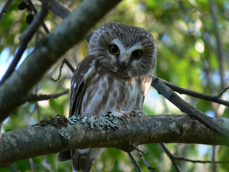 Screenshot 2026-04-21 084634