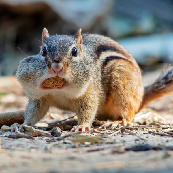chipmunk-face