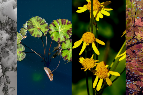 phenological calendar