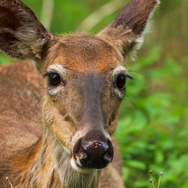 white-tailed-deer