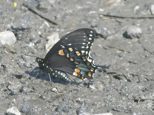 spicebush swallowtail
