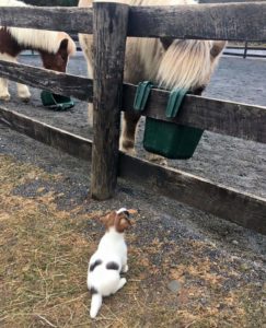 tucker watching horse eat